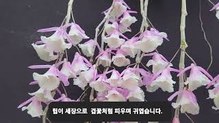 #Dendrobium aphyllum trilabelo 'Shining Pink' 덴드로비움 아필럼 트리라벨로 '샤이닝 핑크'