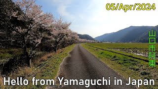 Cherry blossom viewing【Take a walk along the Abu River】Yamaguchi City　05/Apr/2024