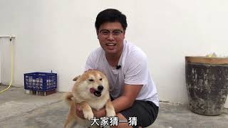 发情22天的母犬，被种公盯上一直赖着不走，结果被主人强行拉走