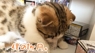 【ジェネッタ子猫の成長記録】ジルの1ヶ月。