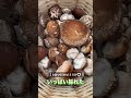 元気が出てきた原木椎茸🍄を見てくださいｯ☺️✌️ shorts