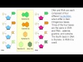 DNA and RNA Structure