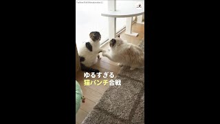 【速すぎてスローモーションに見える！？】 驚くべき速度で猫パンチを放つニャンコたち♪