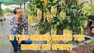 Orchid Prices Revealed What We Paid for This Beauty!