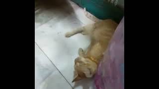 எதுக்கு இவ்வளவு கோபம் 🐈🐈🐈