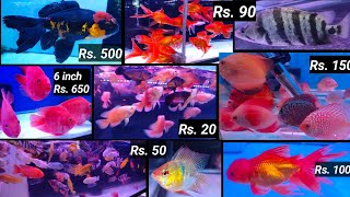 20 Rs. की IMPORTED GUPPY, 90 रु. की OSCAR, YELLOW PARROT 425 रु. की (PAN 🇮🇳 DELIVERY) EXOTIC BETTA