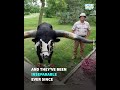 this guy and his pet watusi bull got pulled over by police