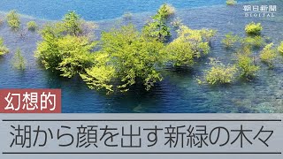 水位が上がって出現　湖面に生える「水没林」