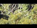 sea eagle being chased by ravens burns bay sydney harbour