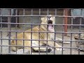 【母娘】アフリカライオン（ミミー、オーブ）@宇都宮動物園20220419