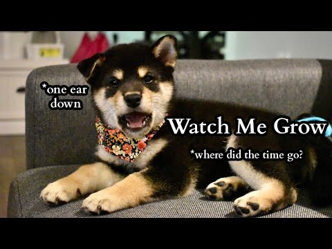 Shiba Inu Puppy (8 weeks) to 1 Year Compilation Tiny Rick The Shibe