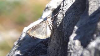 Quelques variétés de papillons