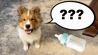 Baby's First WORD! 🍼💕🐶😬 Kevin Speaks!  - a Talky Compilation on the Cricket Chronicles e229