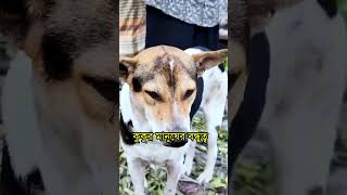 সন্তানের মতো লালনপালন করেন কুকুরকে #কুকুর #dog #love