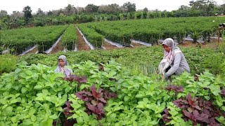 Coba bayam buat bakwan seperti ini Enak gurih bikin ketagihan, panen bayam, masakan desa