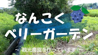 ブルーベリーの観光農園を作っています。