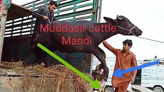 #murrah buffalo unloading long jump in truck #buffalo new video 2022 #beautiful buffalo for sale