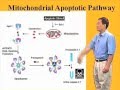 The mitochondrial or intrinsic apoptotic pathway - Xiaodong Wang