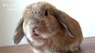 もぐらなうさぎ　(チャップ・ダンダンウー)　Mole Is? Or is it a rabbit?