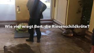 Riesenschildkröte Bert auf der Waage