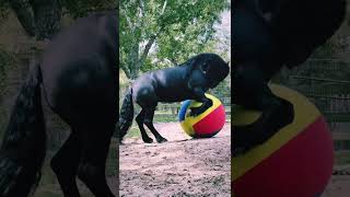 Friesian horse - football player