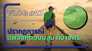 ปรากฏการณ์ แพลงก์ตอนบลูม ที่บางพระ  | VLOG # 27 | 8 SEP 2023