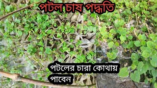 পটল চাষ পদ্ধতি | পটলের চারা তৈরি করন পদ্ধতি |বারি টু জাতের লম্বা পটল চাষ পদ্ধতি