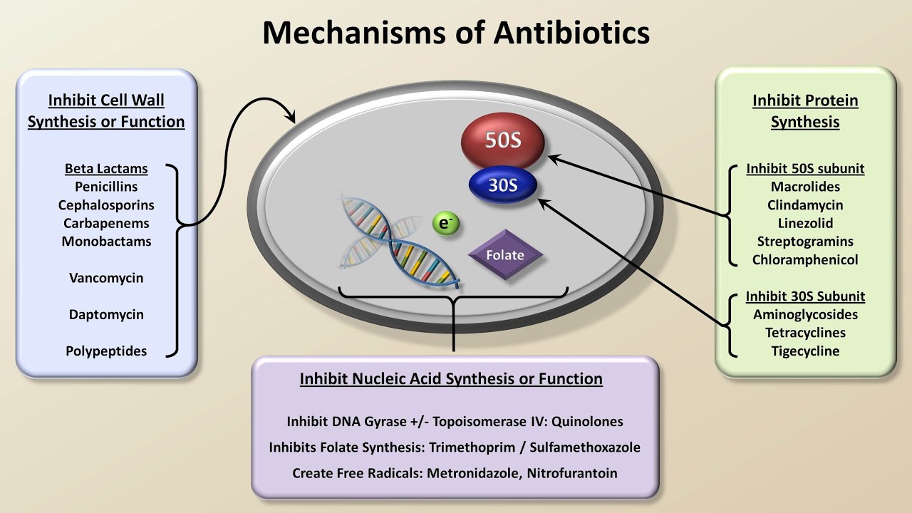 Mechanisms And Classification Of Antibiotics (Antibiotics - Lecture 3 ...