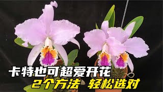 257 打破认知！嘉德利亚兰卡特兰也可以超爱开花，2个方法，轻松选对