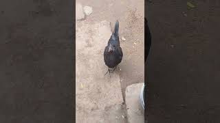 உன் மூஞ்ச மட்டும் காட்டு போதும் 🤣🤣🤣🤣🤣 #funny_chicken #kozhi_koothugal #trending