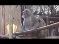 大宮公園小動物園のニホンザル