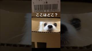 小窓から覗くオラフ #犬 #ポメ #癒し #pomeranian #puppy