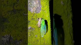 लारवा से कैसे कीड़ा जन्म लेता है | Small insect came out from its cell