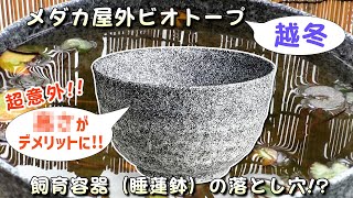 【メダカ屋外ビオトープ】睡蓮鉢で越冬（冬眠）させる際の落とし穴｜注意点と対策について【初心者必見！】