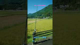 【実るほど頭を垂れる稲穂かな】〜美しい日本の原風景を走るバス車窓〜japan bus view〜