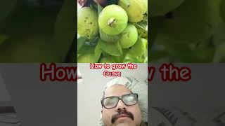 How to grow the guava. जानिए। #fruit #guavagarden #garden #guavatree #tree #guava #gardening