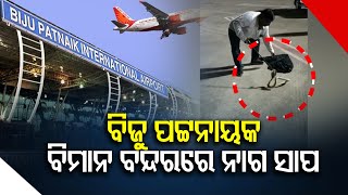 ବିଜୁ ପଟ୍ଟନାୟକ ବିମାନ ବନ୍ଦରରେ ନାଗ ସାପ... | Odisha Reporter