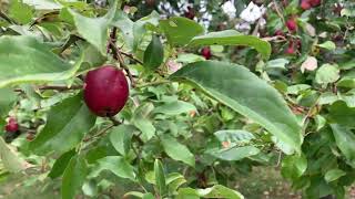 Nova Scotia Crab Apple Tree From Morse Nursery