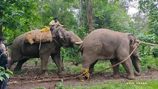 #Wildframe | ELEPHANT ABHIMANYU FIGHTING 2021