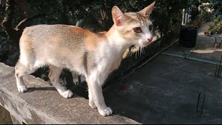 মিঠাই দুষ্টু হয়ে গেছে ঘরে থাকতে চায়না,😺🐈Cat video,animals video