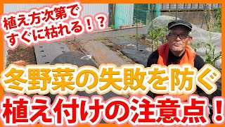 家庭菜園や農園の冬野菜栽培は植え付け方次第ですぐに枯れる！？失敗を防ぐ植え付けの注意点と冬野菜の育て方！【農園ライフ】