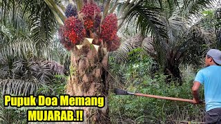 Inilah Hasil Panen Buah Sawit Yang Tak Terurus, Pupuk Doa.!