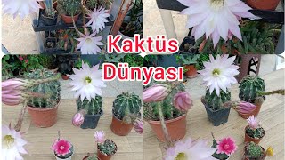 KAKTÜS VE SUKULENT ÇEŞİTLERİ.cactus and succulent varieties][