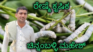 ರೈತನ ಕೈಹಿಡಿದ ರೇಶ್ಮೆ, ಮಹೇಶ್ ಅವರ ಸಮಗ್ರ ಕೃಷಿ #sericulture #chamarajnagara #agriculture