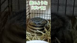 しまりす「ポン吉」壺！！【ペット】【シマリス】【Chipmunk】【Squirrel】【Kawaii】【Cute】