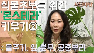 식물 초보 '몬스테라' 키우기② : 물주기, 잎 분무, 공중뿌리