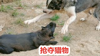 发现稀奇猎物，中亚牧羊犬与卡斯罗犬爆发冲突，抢夺猎物