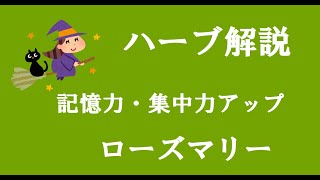 アロマおばさんのハーブ解説　ローズマリー