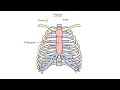 anatomia szkieletu