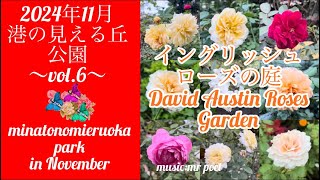 【2024年11月 港の見える丘公園「イングリッシュローズの庭」vol.6】minatonomieruoka park「david  austin roses garden」in November